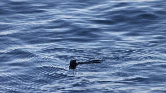 The sea otter (Enhydra lutris) is a marine mammal native to the coasts of the northern and eastern North Pacific Ocean. This photo was taken in Hokkaido, Japan.