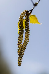 beautiful new birch foliage in sunny weather