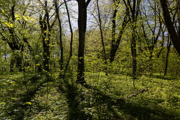 Obraz premium a park with different types of trees in the spring during flowering