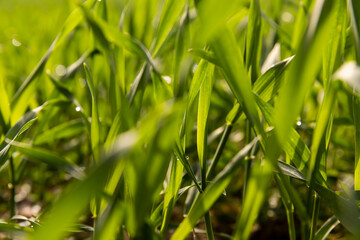 a field with a new crop of rye in Europe