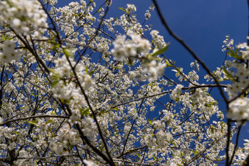 white flowers on cherry trees in the orchard