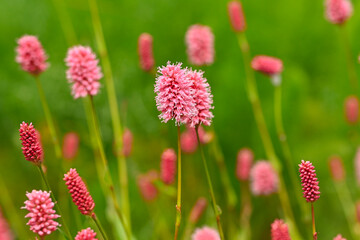 Beautiful close-up of polygonum bistorta