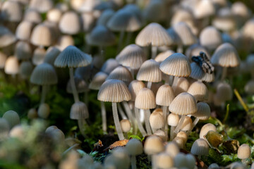 Accumulation of fungus Fairy inkcap (commonly known as trooping crumble cap, Coprinellus disseminatus, Coprinus disseminatus
