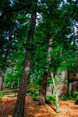 Hiking Tour on the Semmelberg in the Bavarian Forests