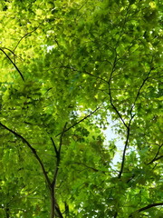 green leaves background - obrazy, fototapety, plakaty