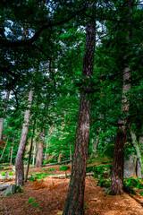 Hiking Tour on the Semmelberg in the Bavarian Forests