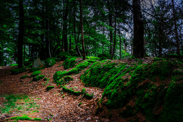 Hiking Tour on the Semmelberg in the Bavarian Forests