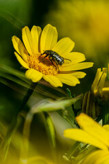 beetle on yellow flower