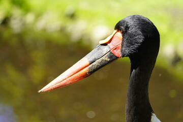 The saddle-billed stork or saddlebill (Ephippiorhynchus senegalensis) is a large wading bird in the stork family, Ciconiidae.