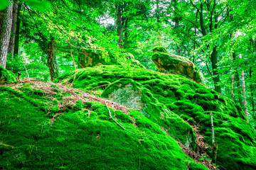 Hiking Tour on the Semmelberg in the Bavarian Forests