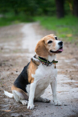 beagle in the ground path 