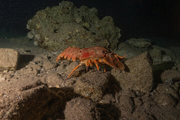 Lobsters in the Red Sea Colorful and beautiful, Eilat Israel
