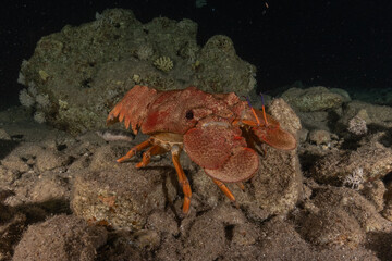 Lobsters in the Red Sea Colorful and beautiful, Eilat Israel
