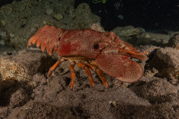 Lobsters in the Red Sea Colorful and beautiful, Eilat Israel

