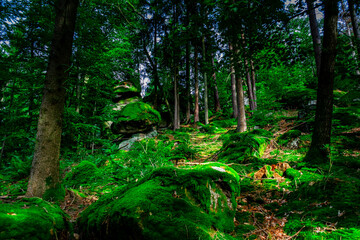 Hiking Tour on the Semmelberg in the Bavarian Forests