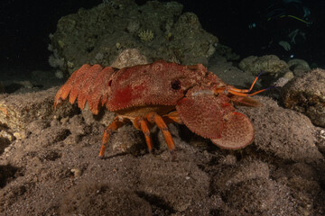 Lobsters in the Red Sea Colorful and beautiful, Eilat Israel
