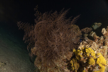 Coral reef and water plants in the Red Sea, Eilat Israel
