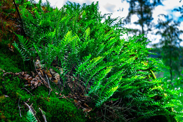 Fototapeta premium Hiking Tour on the Semmelberg in the Bavarian Forests