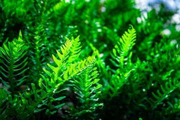 Hiking Tour on the Semmelberg in the Bavarian Forests
