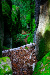 Hiking Tour on the Semmelberg in the Bavarian Forests