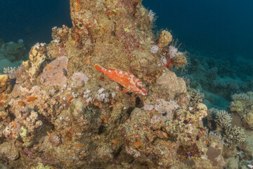 Fish swimming in the Red Sea, colorful fish, Eilat Israel
