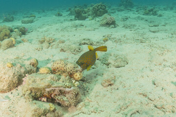 Fish swimming in the Red Sea, colorful fish, Eilat Israel
