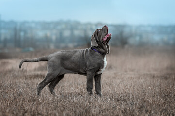 Neapolitan Mastiff puppy on a walk in the field on a cloudy day full-length portraits of the dog on...