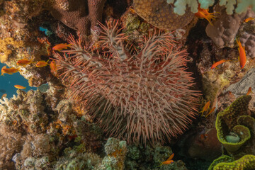 Coral reef and water plants in the Red Sea, Eilat Israel
