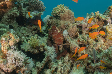 Octopus king of camouflage in the Red Sea, Eilat Israel 

