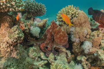 Octopus king of camouflage in the Red Sea, Eilat Israel 
