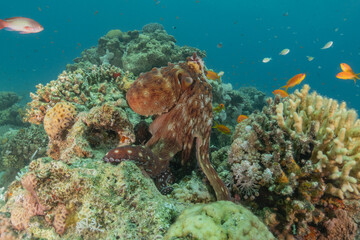 Octopus king of camouflage in the Red Sea, Eilat Israel 
