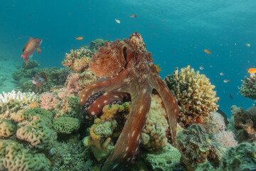 Octopus king of camouflage in the Red Sea, Eilat Israel 
