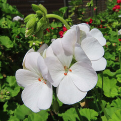 春にゼラニウムが白い花を咲かせています