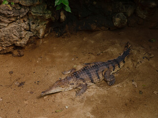 The crocodile is resting in sand