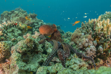 Octopus king of camouflage in the Red Sea, Eilat Israel 
