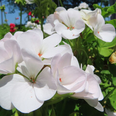 春にゼラニウムが白い花を咲かせています