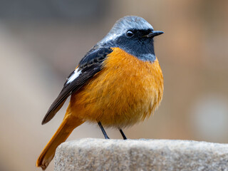 木陰の杭の上に留まっているジョウビタキの雄