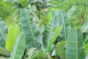 Crop view of Nature Banana leaf in indonesia