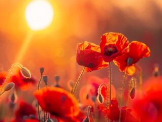 Fototapeta premium field of poppies at sunrise, beautiful summer landscape with red flowers in meadow