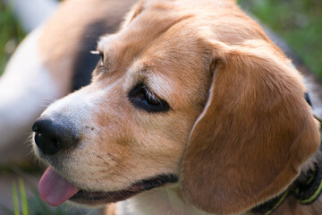 beagle dog portrait