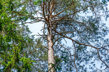 Hiking  Tour Pfaffenstein in the  Bavarian Forests