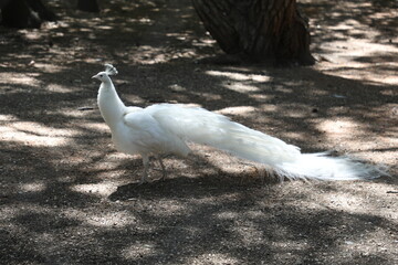 albino peacock