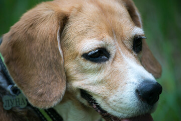 beagle dog portrait