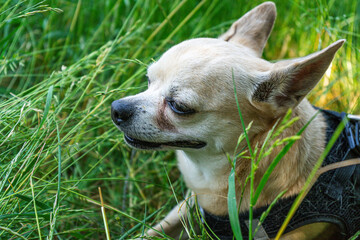 Leila the Chihuahua Hikingtour in the Bavarian Forests