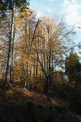 Beautiful autumnal colors in the Cansiglio Forest, in Northern Italy