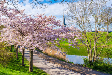 Beautiful cherry blossom trees in Langelinie park in Copenhagen, Denmark