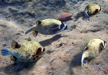 Masked puffer fish, scientific name is Arothron diadematus, belongs to the family Tetraodontidae,...