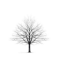 Obraz premium tree isolated on white background