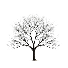 Obraz premium tree isolated on white background