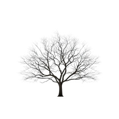 tree isolated on white background